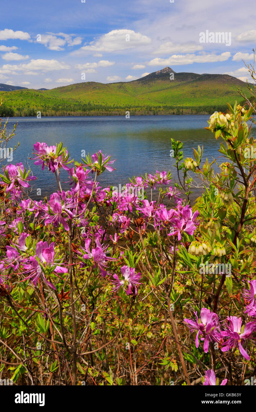 Mt Chocorua High Resolution Stock Photography and Images - Alamy