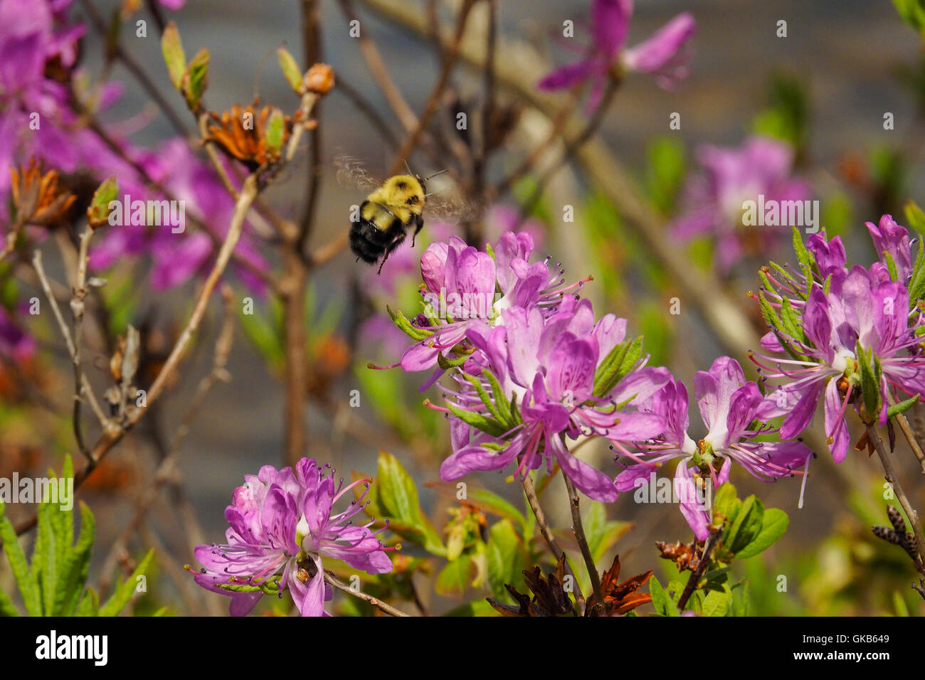 New hampshire wildflower hi-res stock photography and images - Alamy