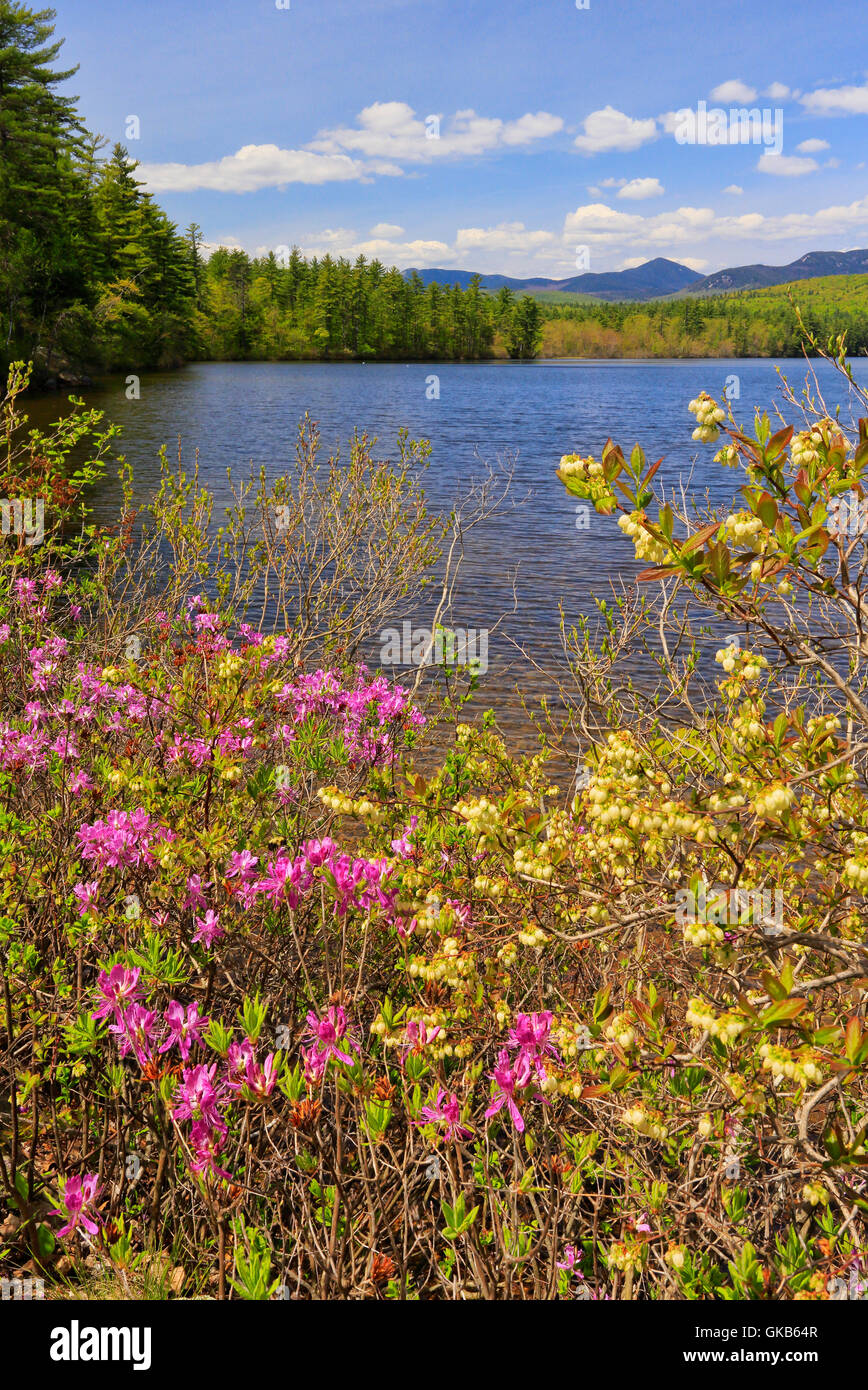 Rhodora, Chocorua Lake, Chocorua, New Hampshire, USA Stock Photo - Alamy