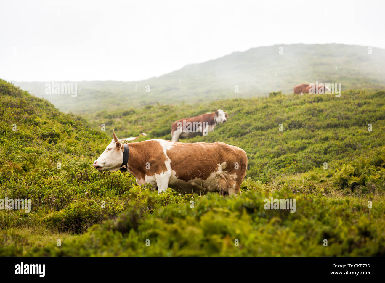 Brown cows grazing on a mountain grass in a foggy day of summer in Tux, Zillertal, Austria Stock Photo