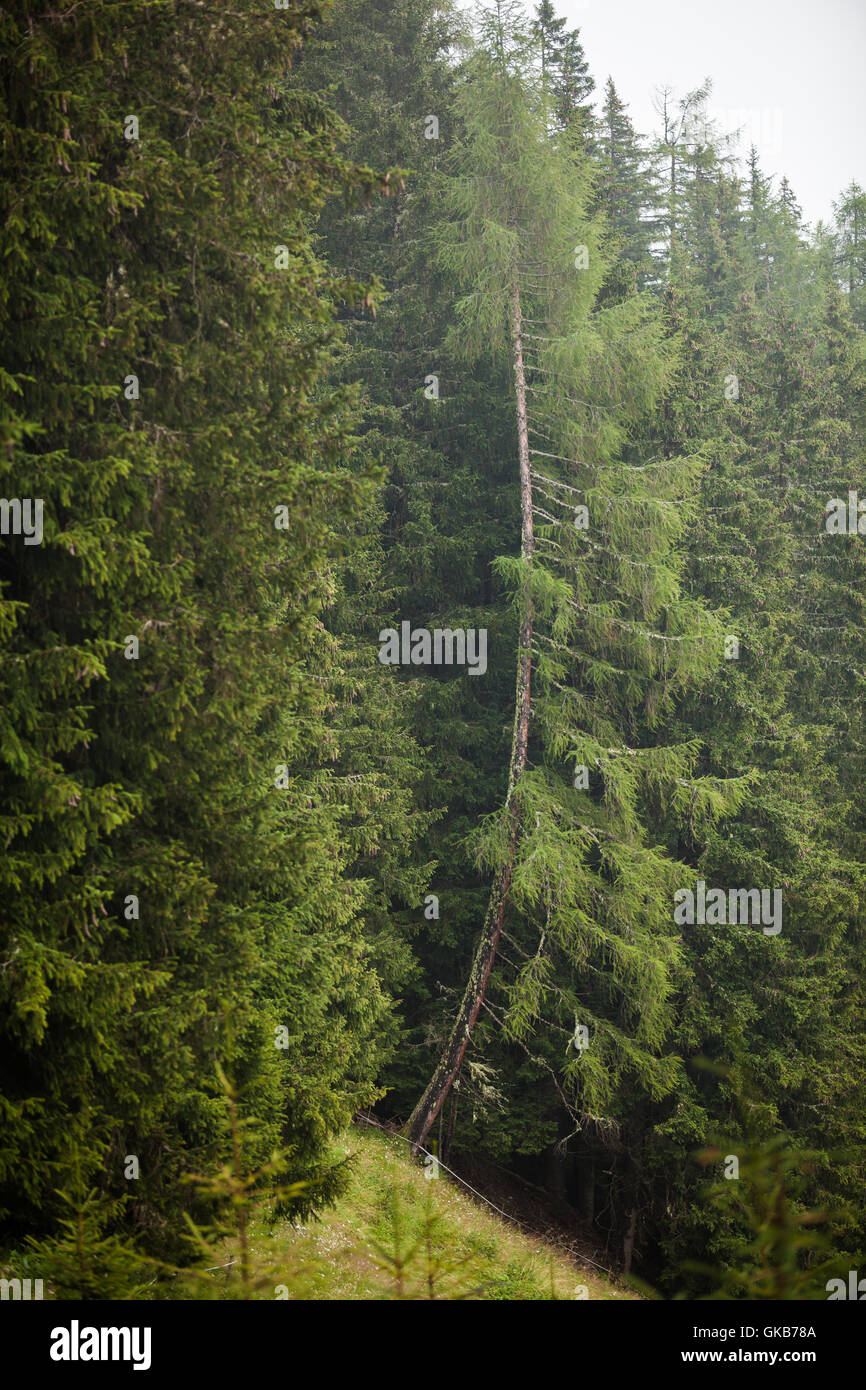 Arched fir in a mountain forest Stock Photo