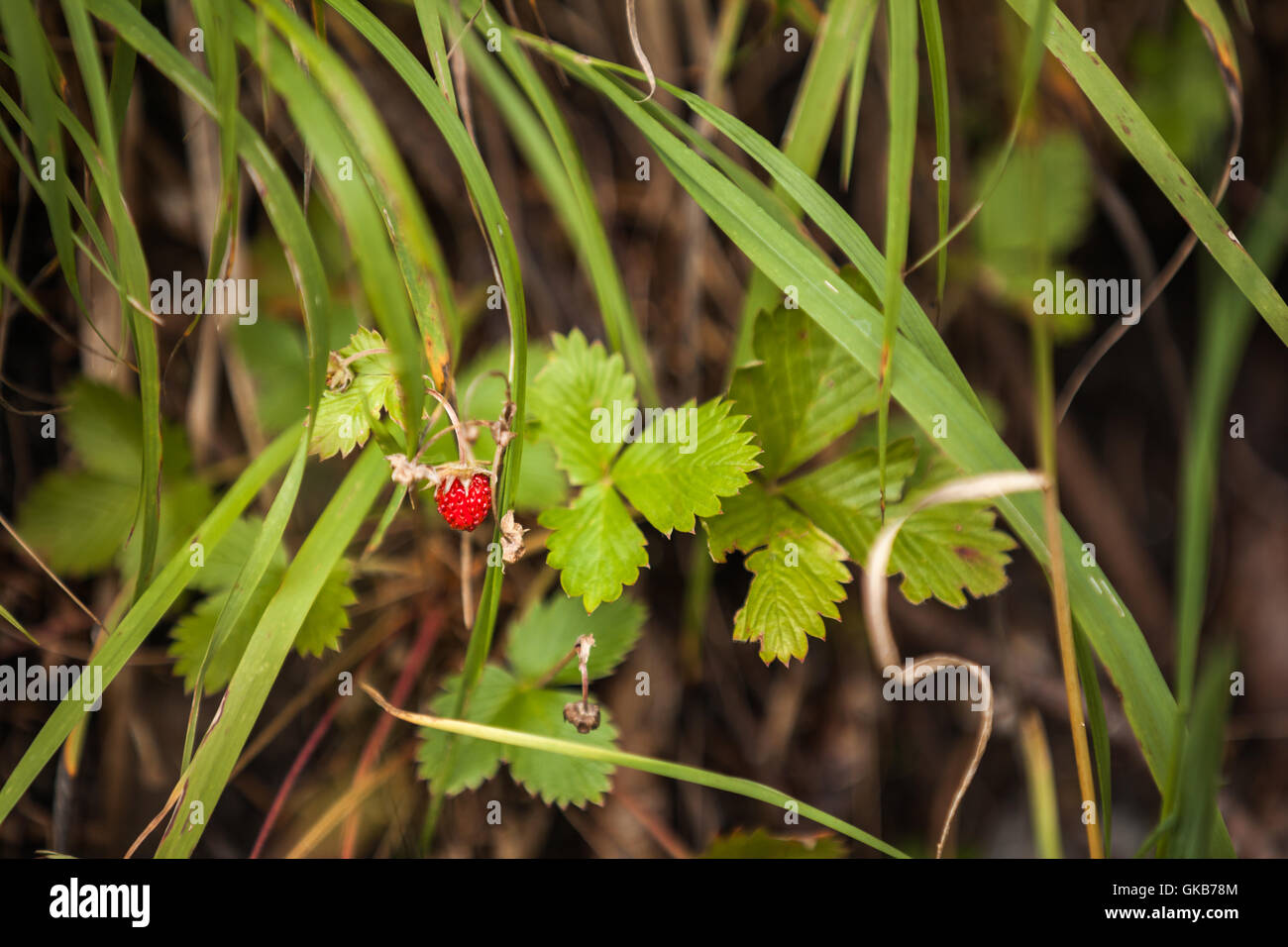 Wild strawberry fruit and plant Stock Photo - Alamy
