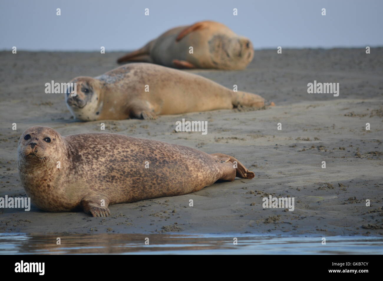 Common seals hauled out in Chichester harbour Stock Photo