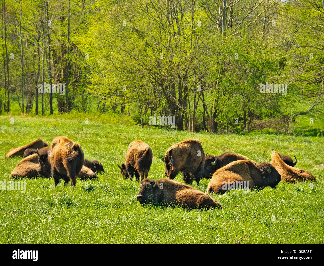 South Bison Range, Land Between The Lakes National Recreation Area