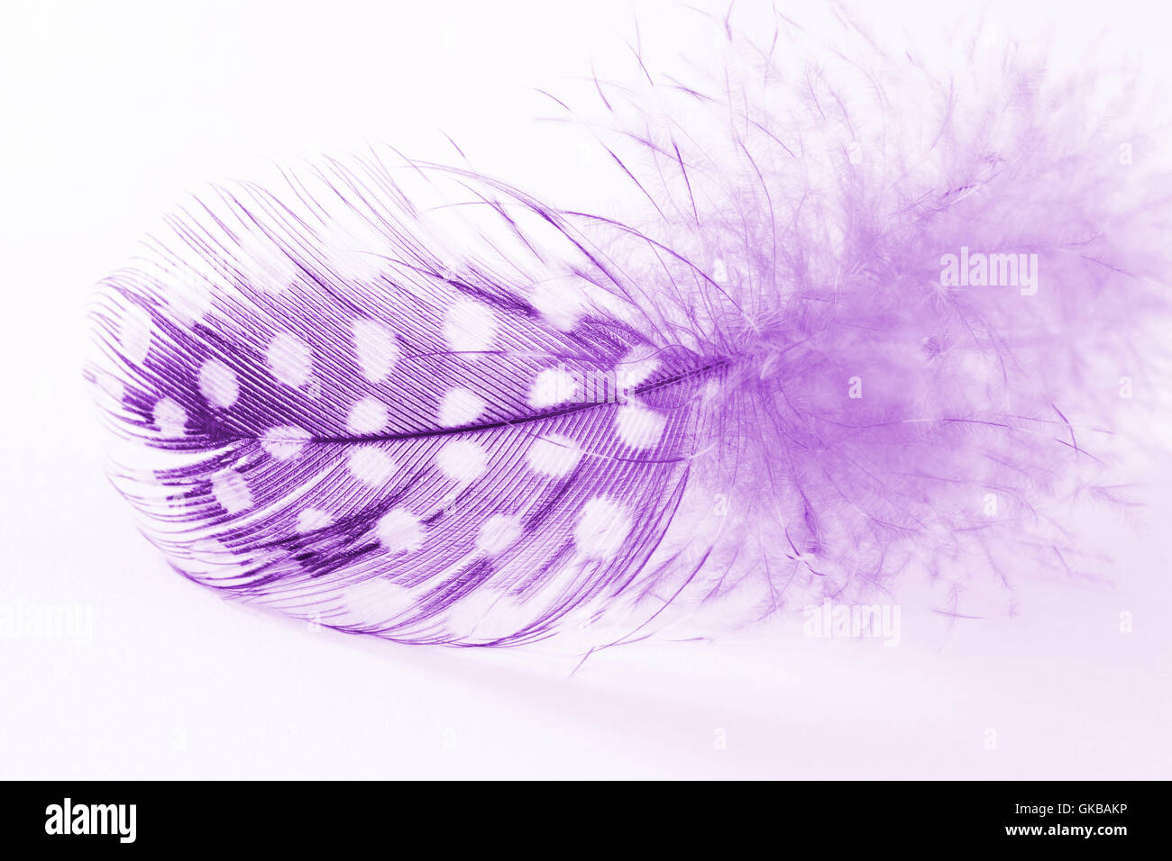 A purple and white spotted feather on a white background Stock Photo