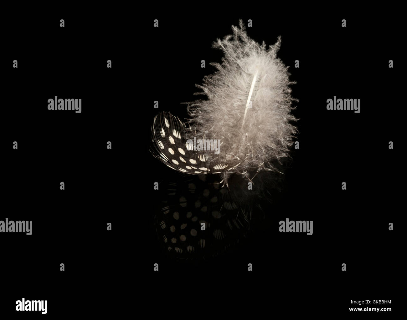 A black and white spotted feather of a  Guinea fowl resting on a black reflective background Stock Photo