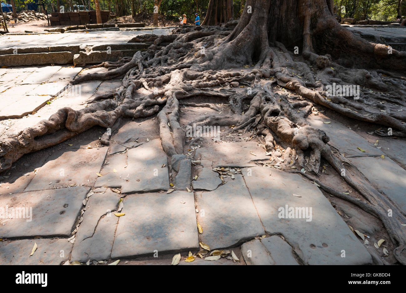 Ta Prohm temple, Angkor Wat, Cambodia's classic picture Stock Photo