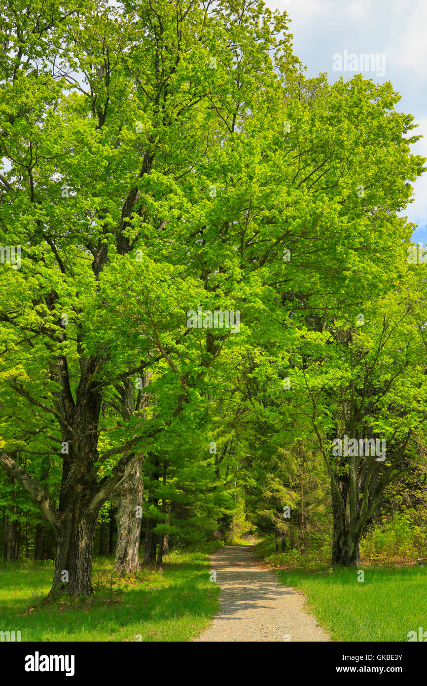 Mount Tom Road, MarshBillingsRockefeller National Historical Park