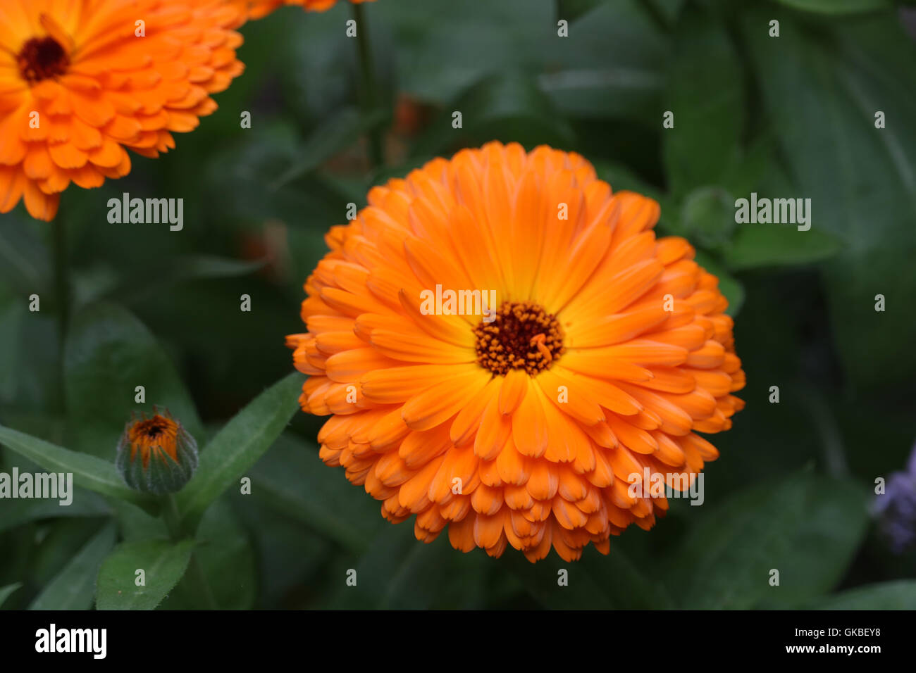Vibrant orange flowers Stock Photo