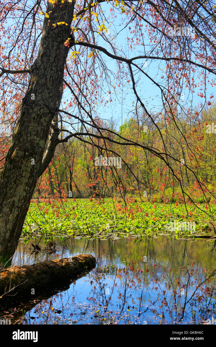 Hematite Lake Seen From Hematite Trail, Nature Station, Land Between