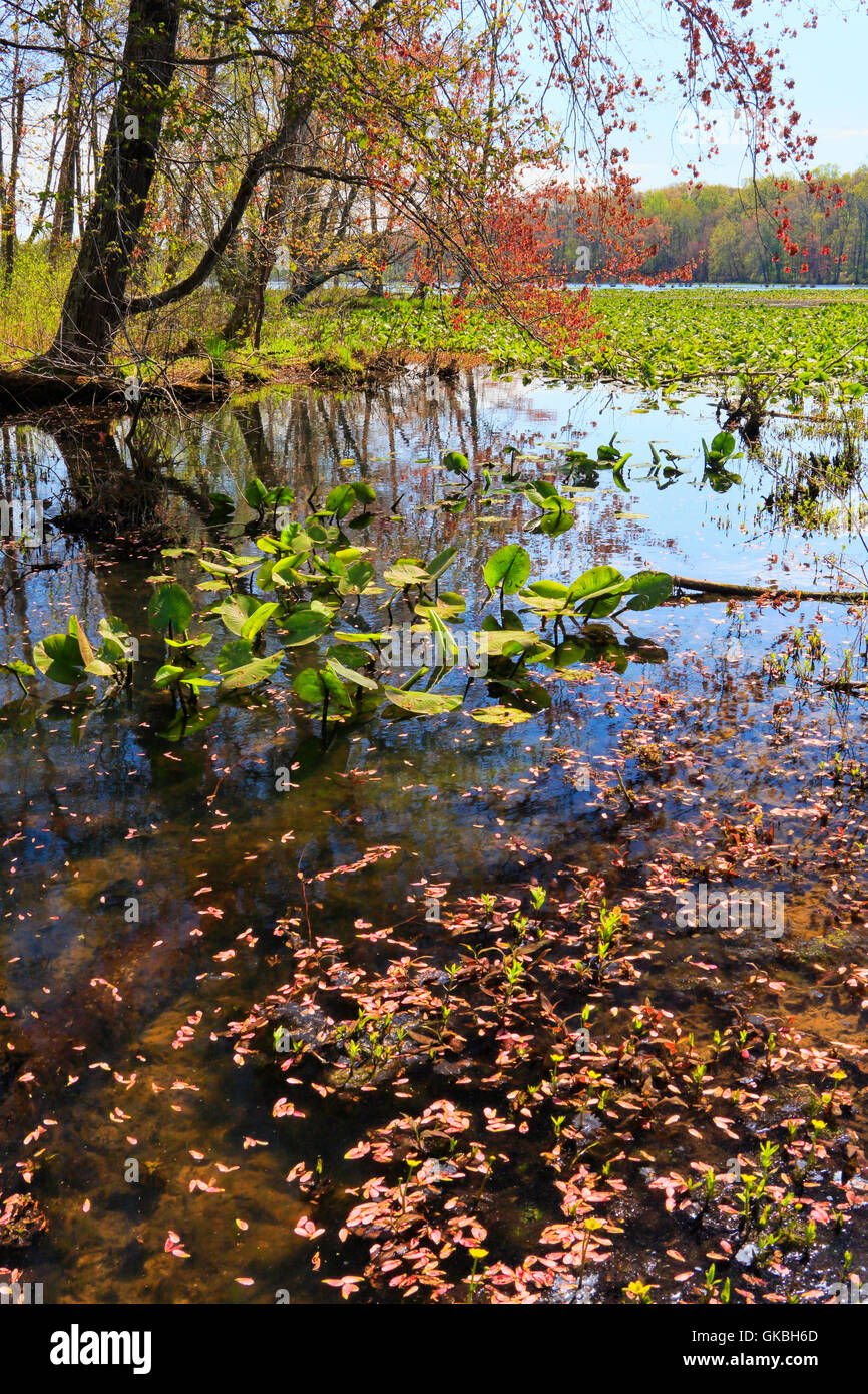 Hematite Lake Seen From Hematite Trail, Nature Station, Land Between