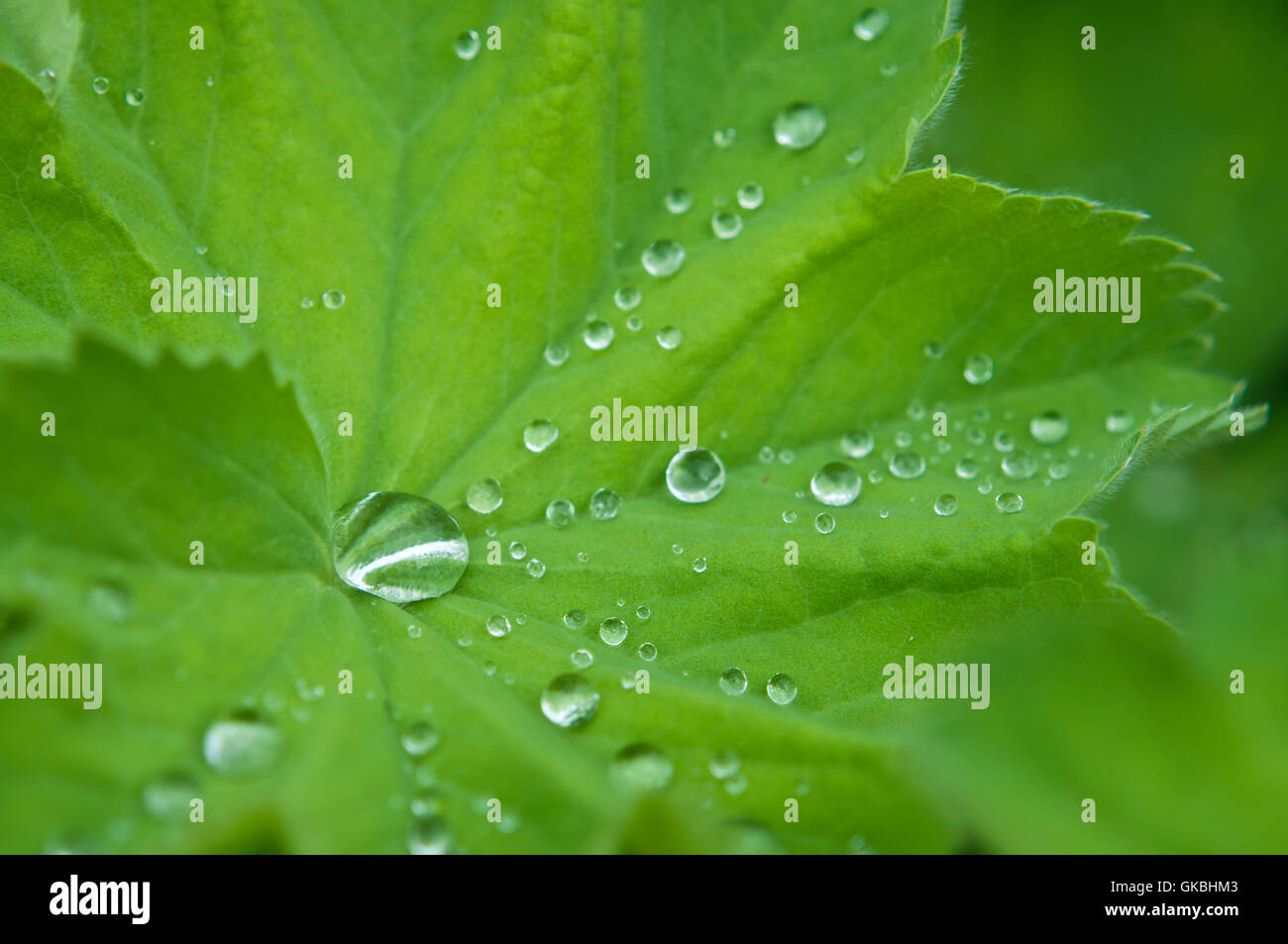 leaf green dewdrop Stock Photo