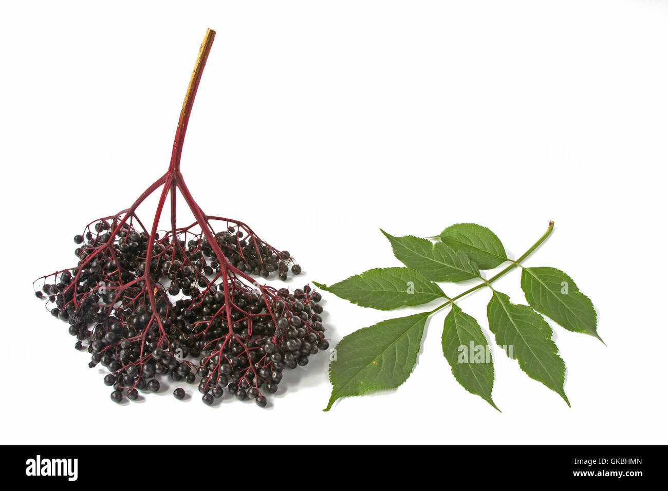 elderberry (sambucus nigra) Stock Photo