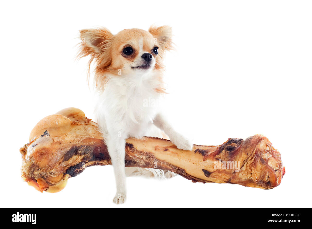 Large pet Cut Out Stock Images Pictures Alamy