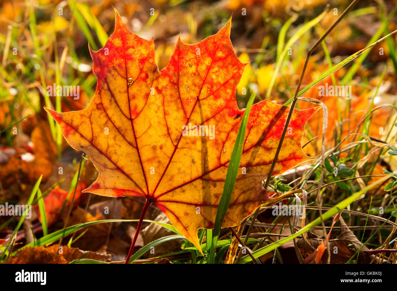 tree trees leaves Stock Photo