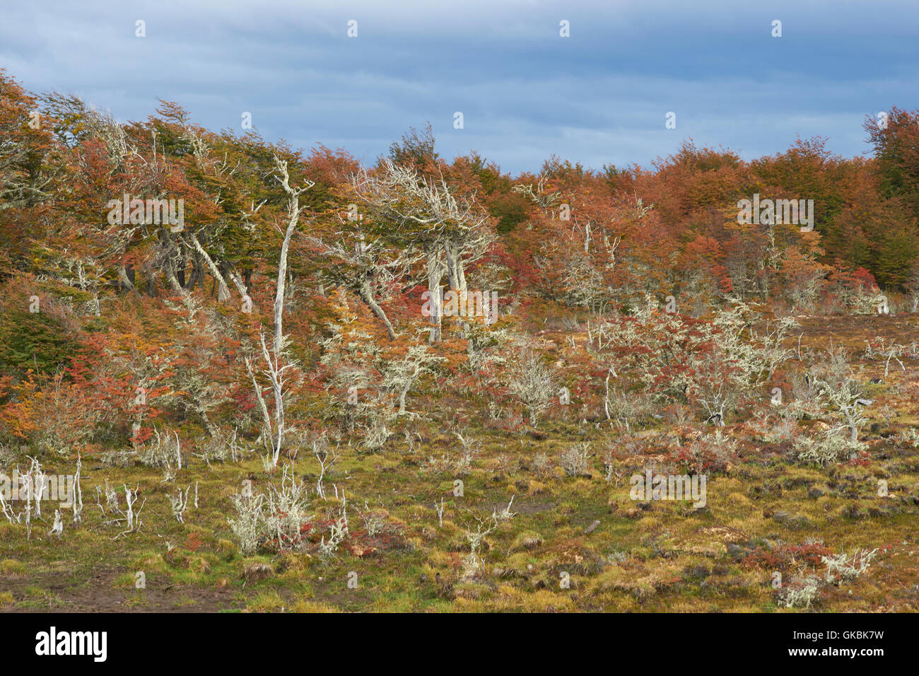 Brightly coloured autumn foliage on trees and shrubs in Patagonia ...