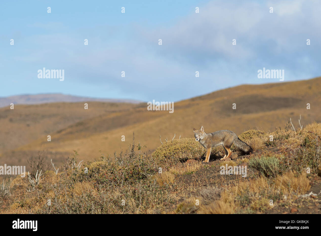 South American Grey Fox (Lycalopex fulvipes) Stock Photo