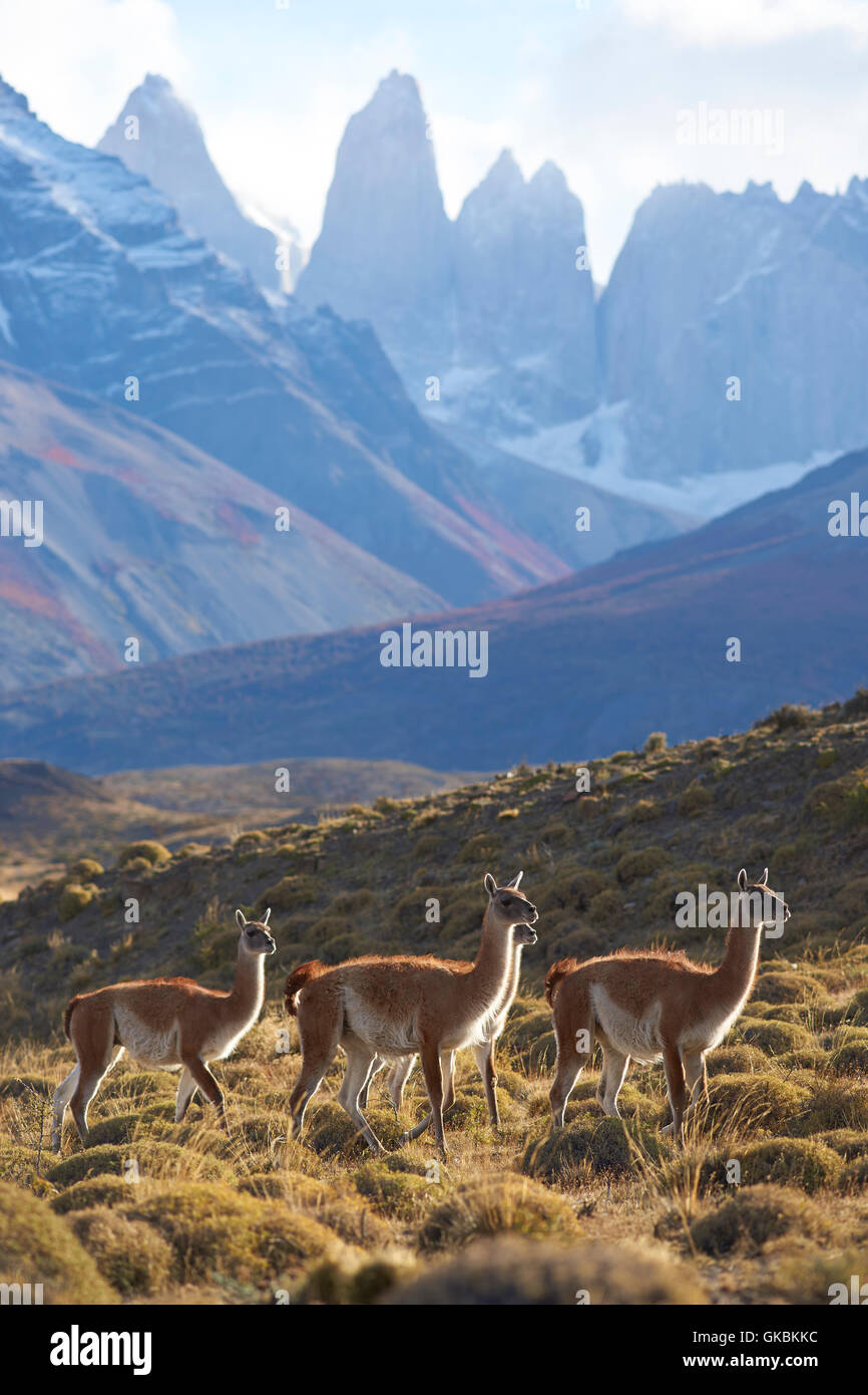 Herd of Guanaco (Lama guanicoe) grazing on a hillside in Torres del Paine National Park in the Magallanes region of Chile. Stock Photo
