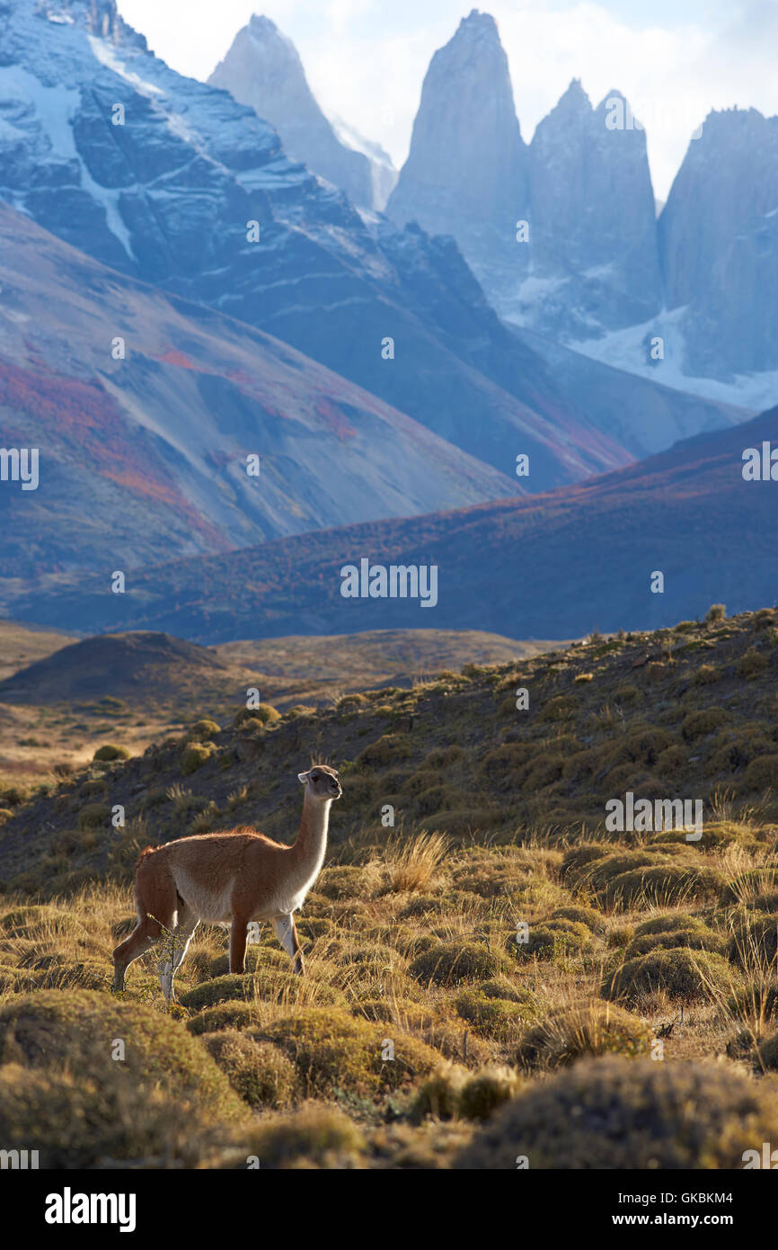 Guanaco (Lama guanicoe) grazing on a hillside in Torres del Paine National Park in the Magallanes region of Chile. Stock Photo