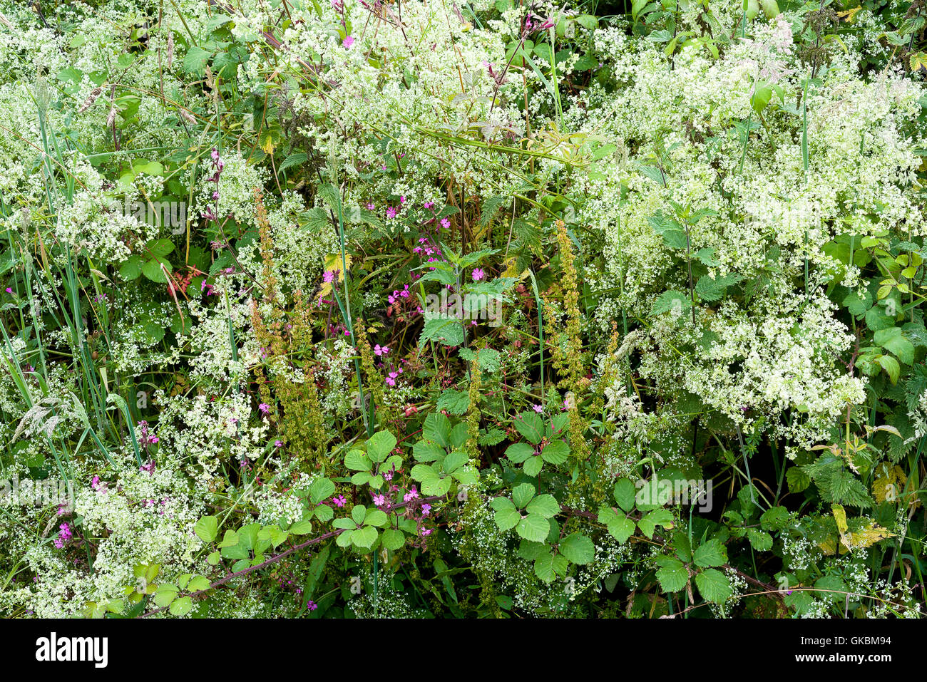 Hedgerow plants and flowers Stock Photo Alamy