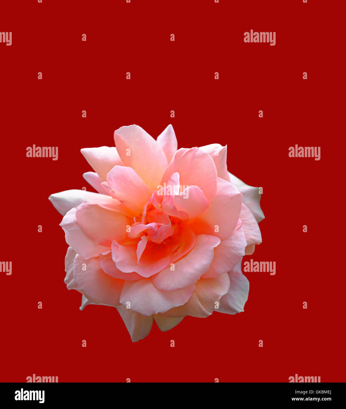 A beautiful pink rose shown as a cut-out on bright red background Stock Photo