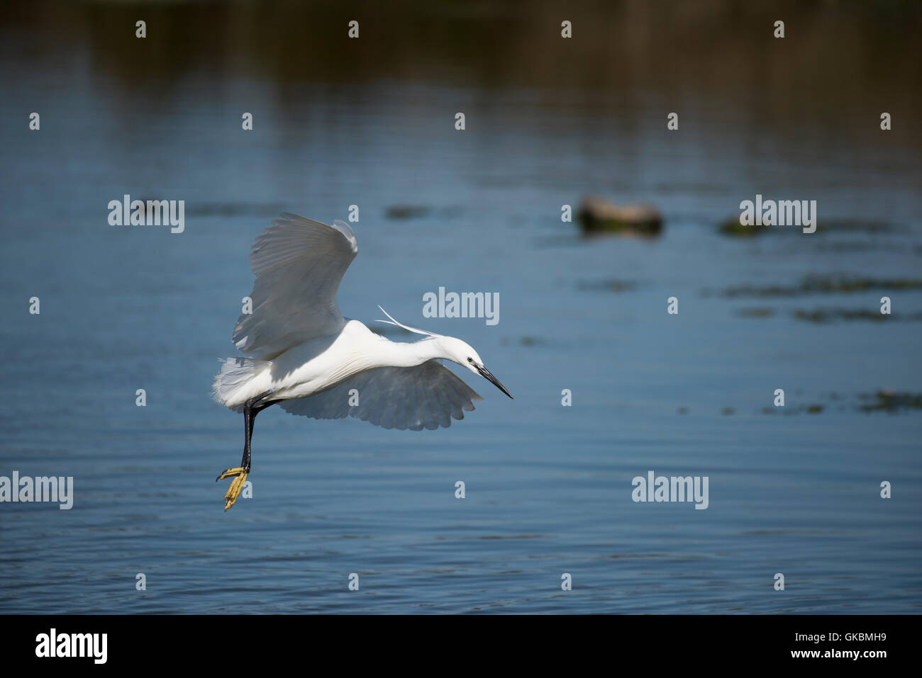 Little Egret in flight Stock Photo - Alamy