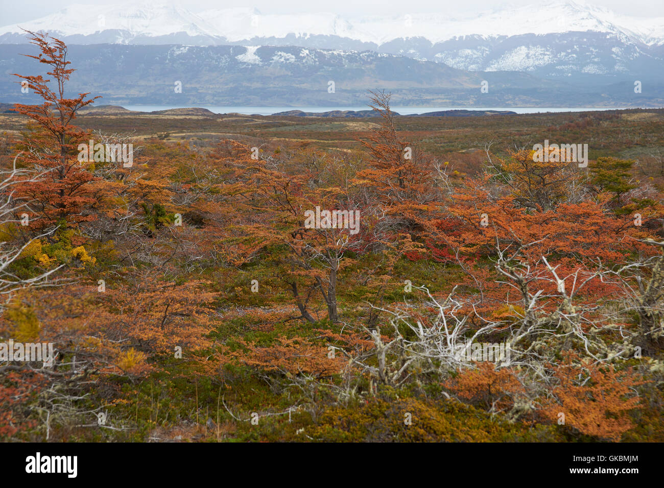 Autumn in Patagonia. Stock Photo