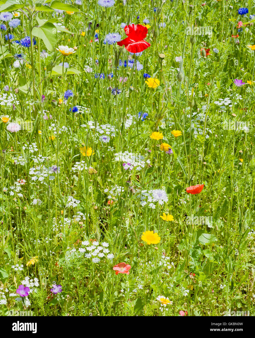 Wild flower meadow detail Stock Photo