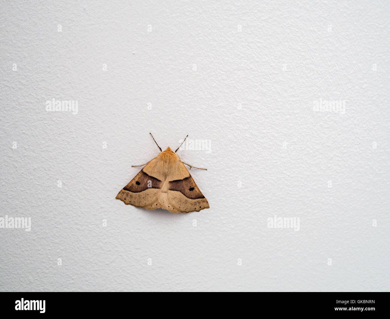 Scalloped Oak (Crocallis elinguaria) Moth Stock Photo