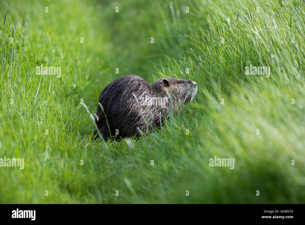 Coypu also known as the river rat or nutria, is a large, herbivorous, semiaquatic rodent Stock Photo