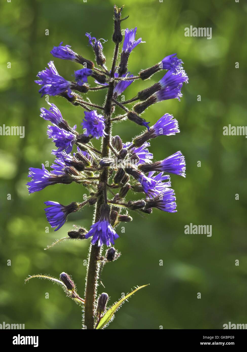 Alpine Blue-sow-thistle, july 2016 | usage worldwide Stock Photo - Alamy