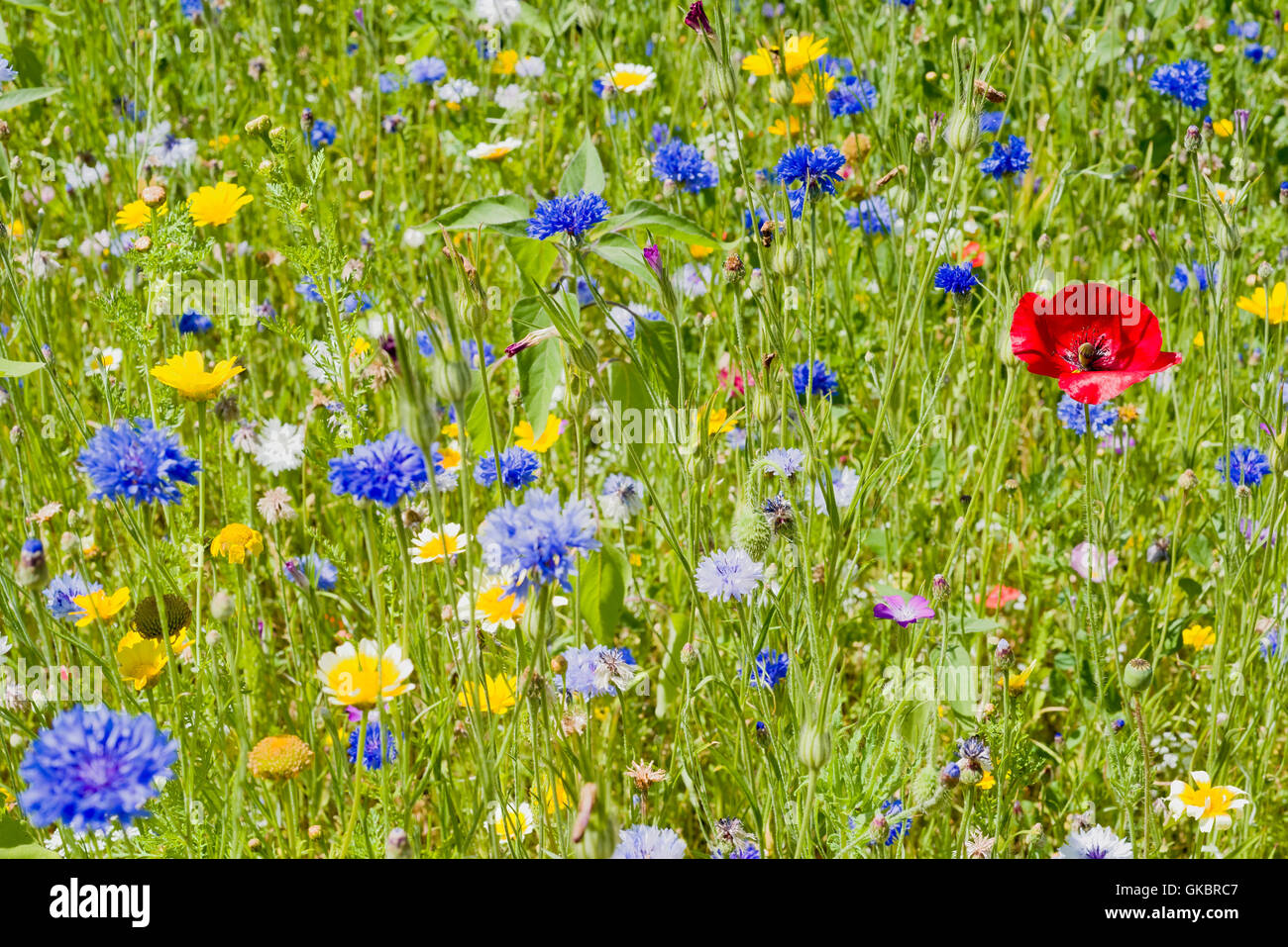 Wild flower meadow detail Stock Photo