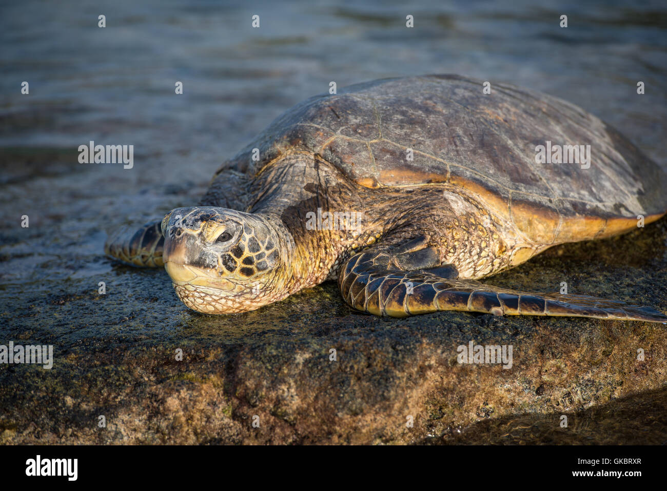 Sea turtle in hawaii Stock Photo Alamy