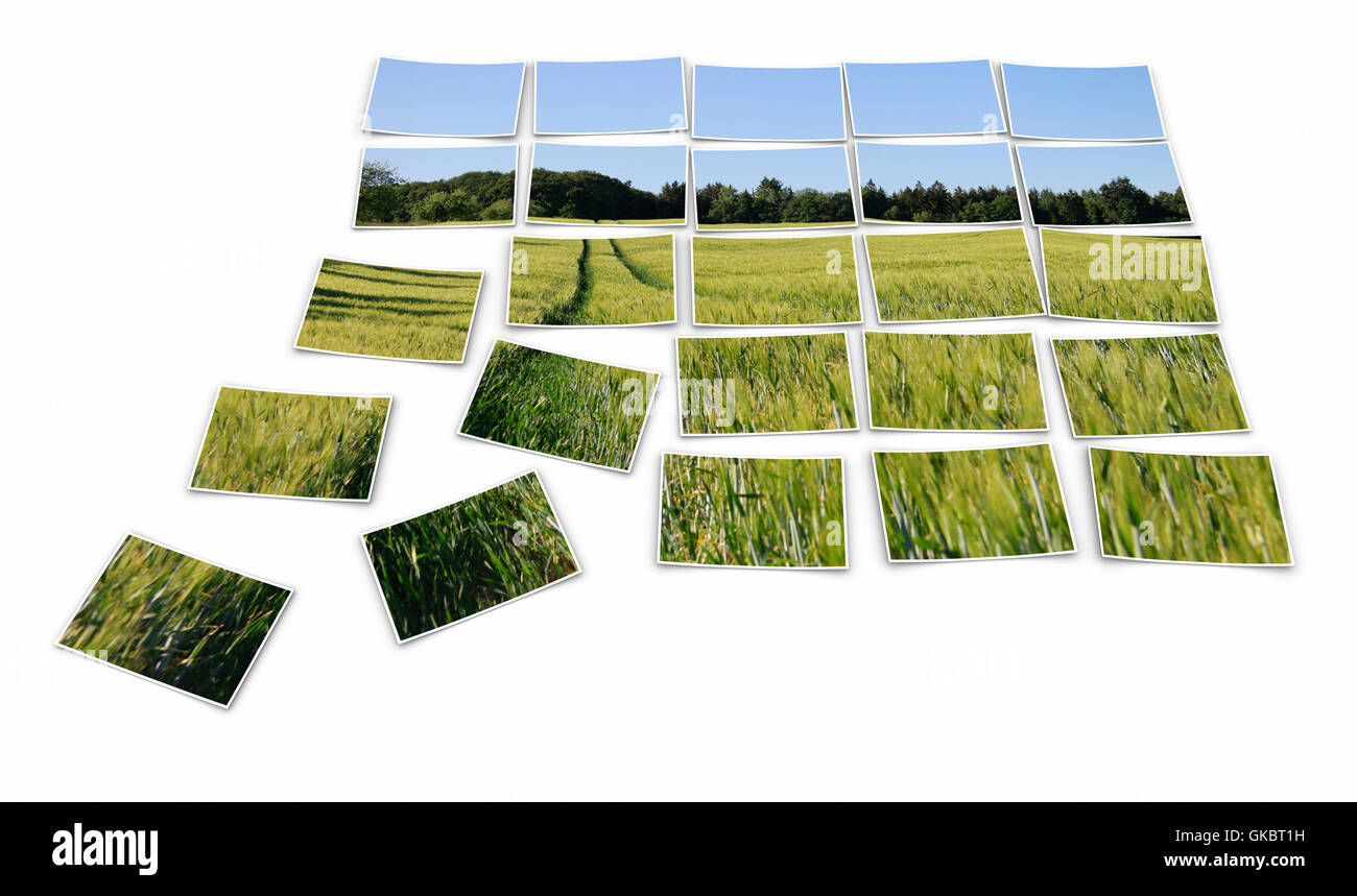 photo puzzle - traces in the cornfield Stock Photo