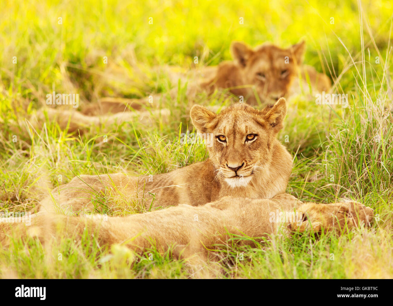 lion cat big cat Stock Photo - Alamy
