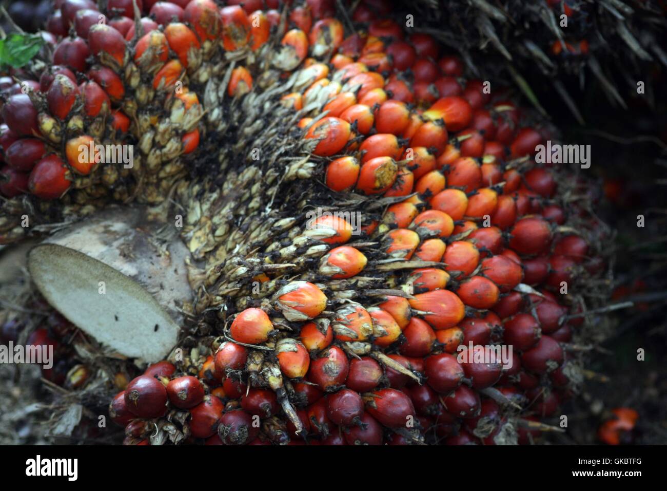 A palm fruit in Bintan island, Indonesia. Photo by Yuli Seperi/Alamy Stock Photo