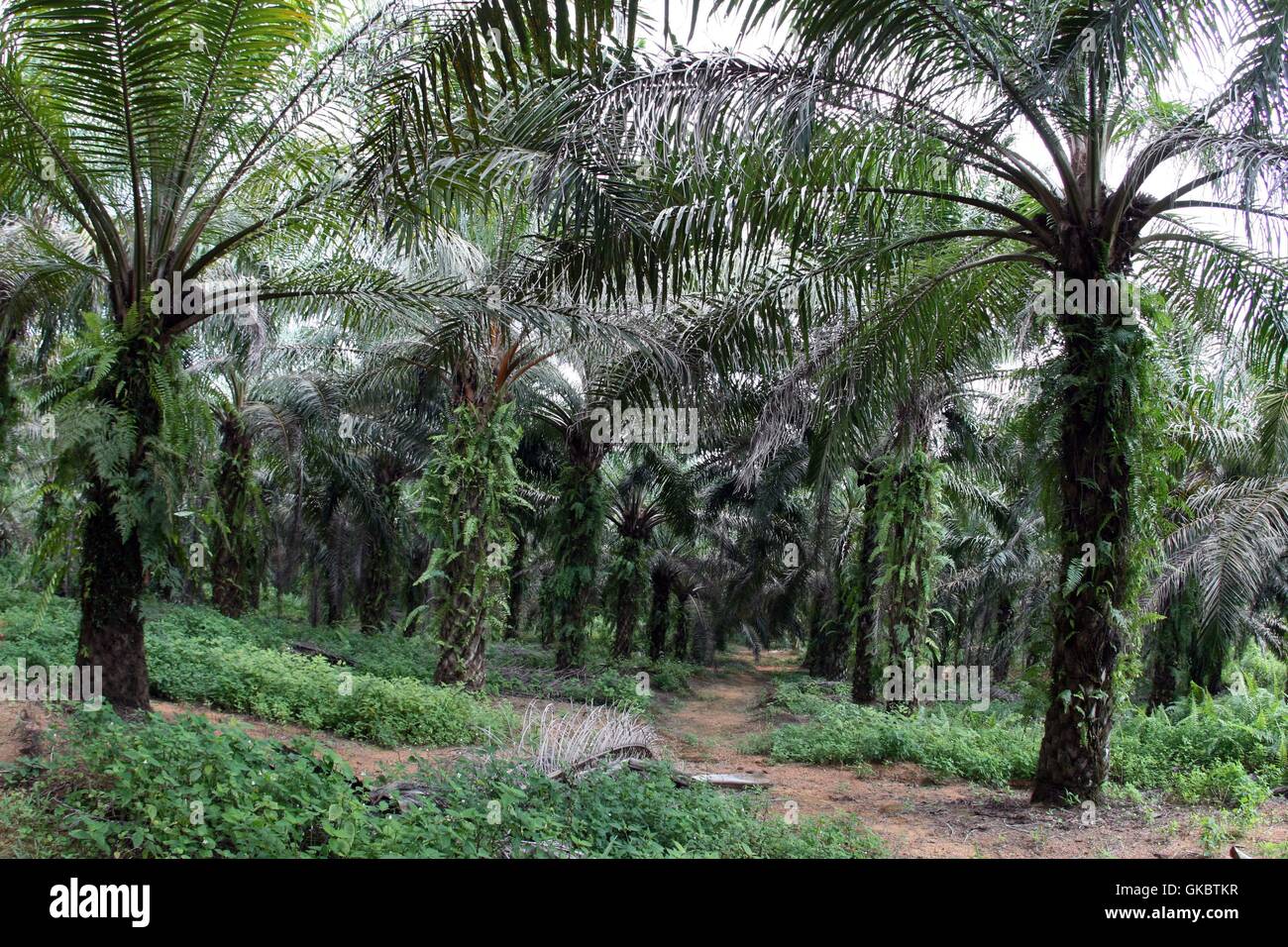 A view of palm fruit in Bintan island, Indonesia. Photo by Yuli Seperi/Alamy Stock Photo