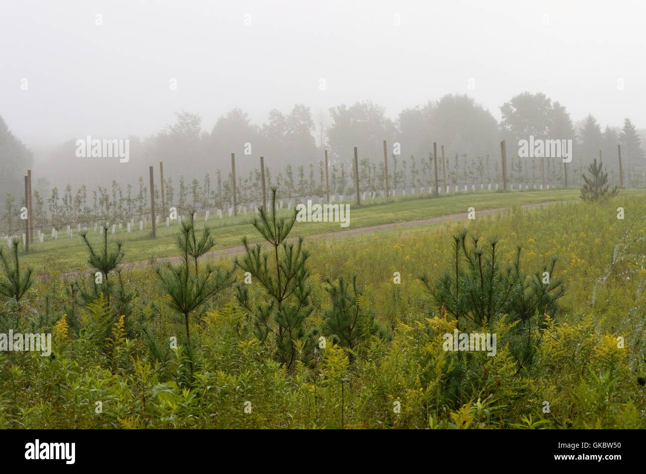 Orchard in the Morning Fog Stock Photo - Alamy