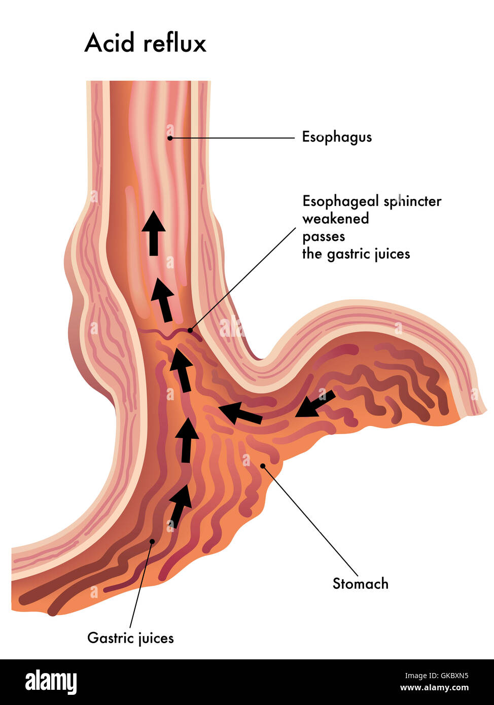 diseases of the oral mucosa and the lips 1e