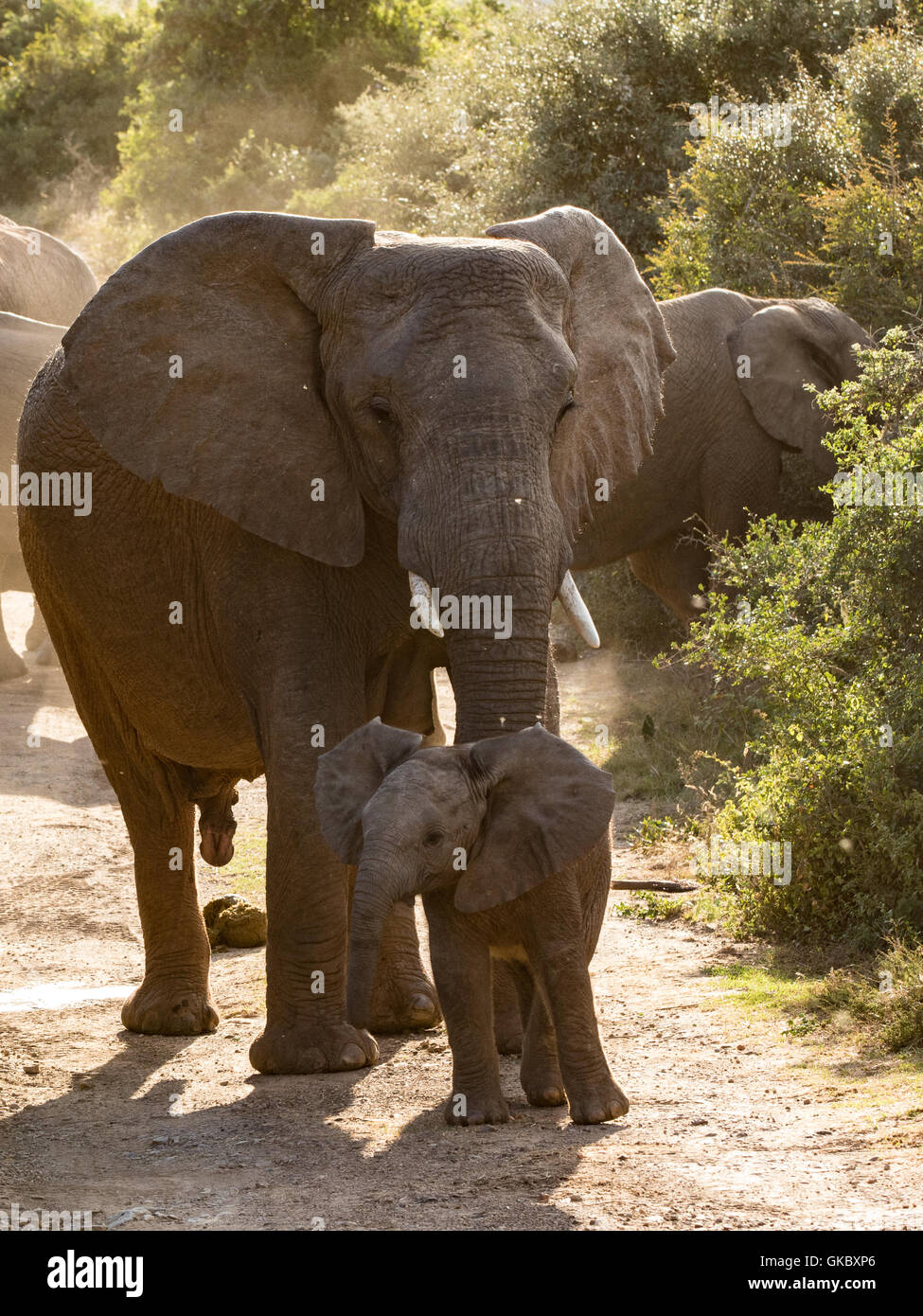 Female Elephant Watching Calf Protectively Stock Photo