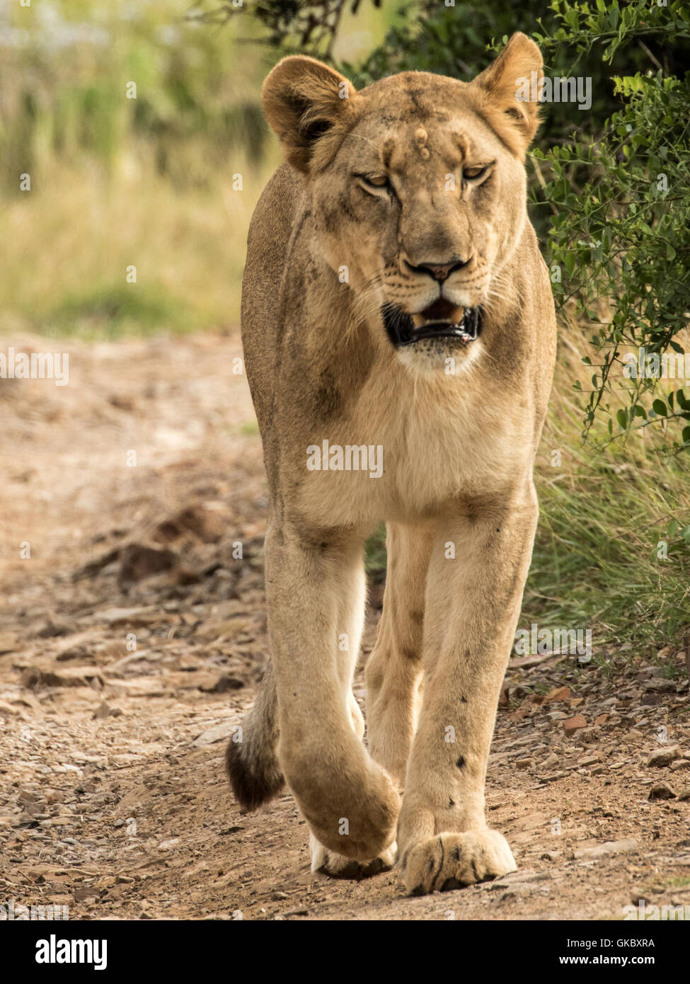 Lioness On The Prowl Stock Photo