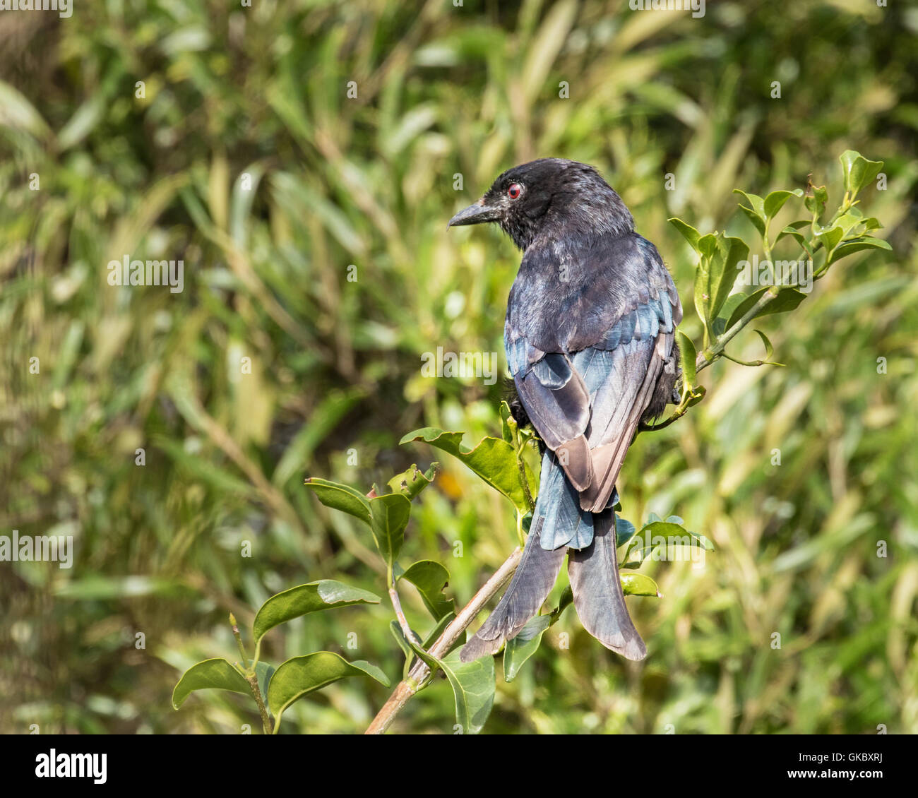 Fork Tailed Drongo (Dicrurus adsimilis) Displaying His Forked Tail Stock Photo
