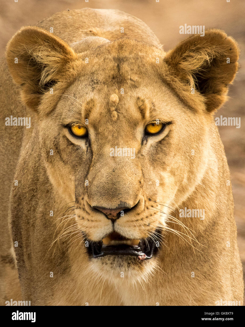 Portrait Of A Lioness Stock Photo
