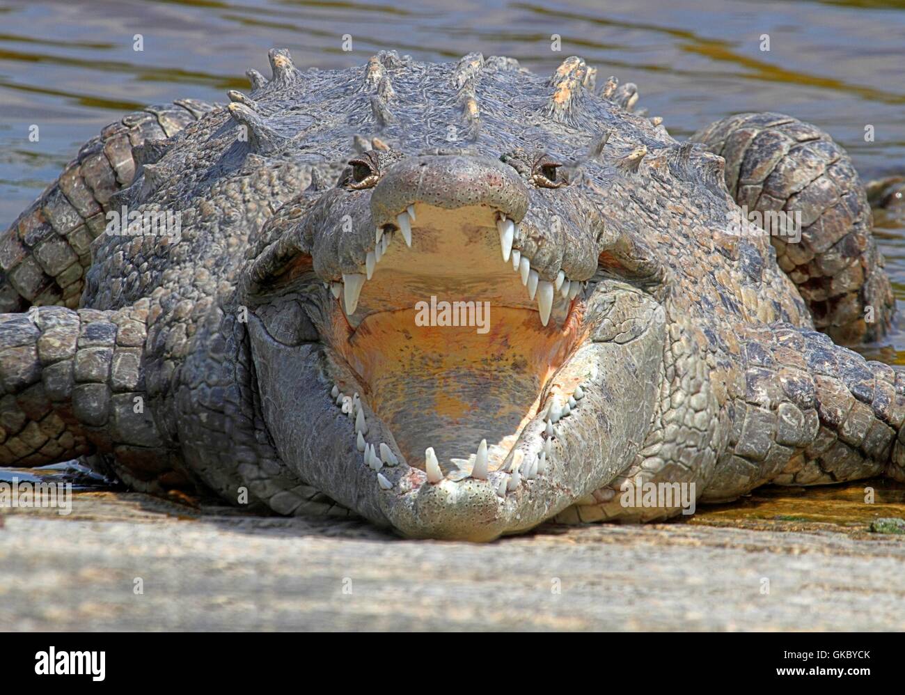 reptile wild crocodile Stock Photo