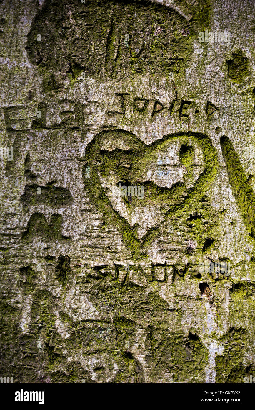 Lovers' Tree, with carved names Stock Photo