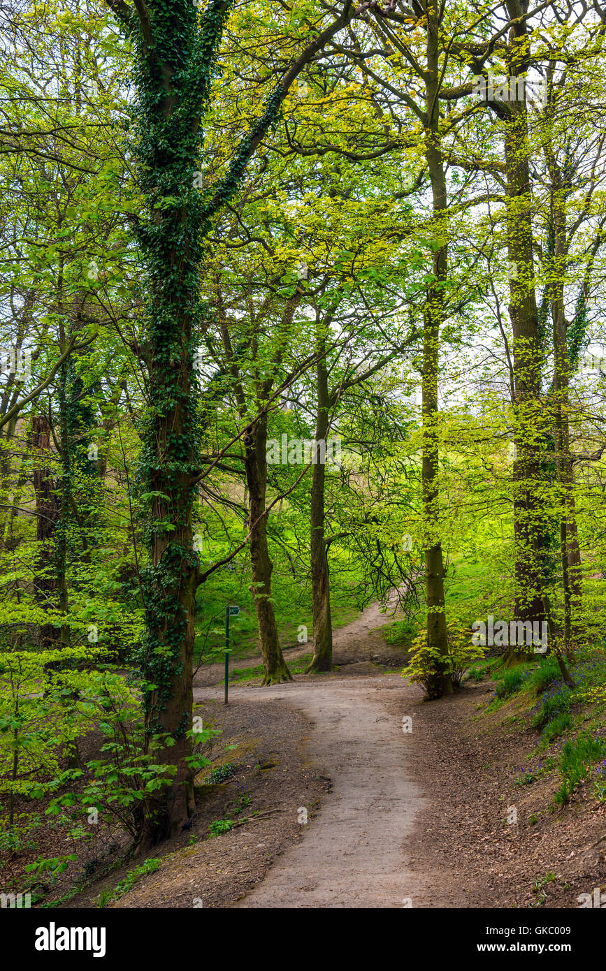 Path through the woods Stock Photo