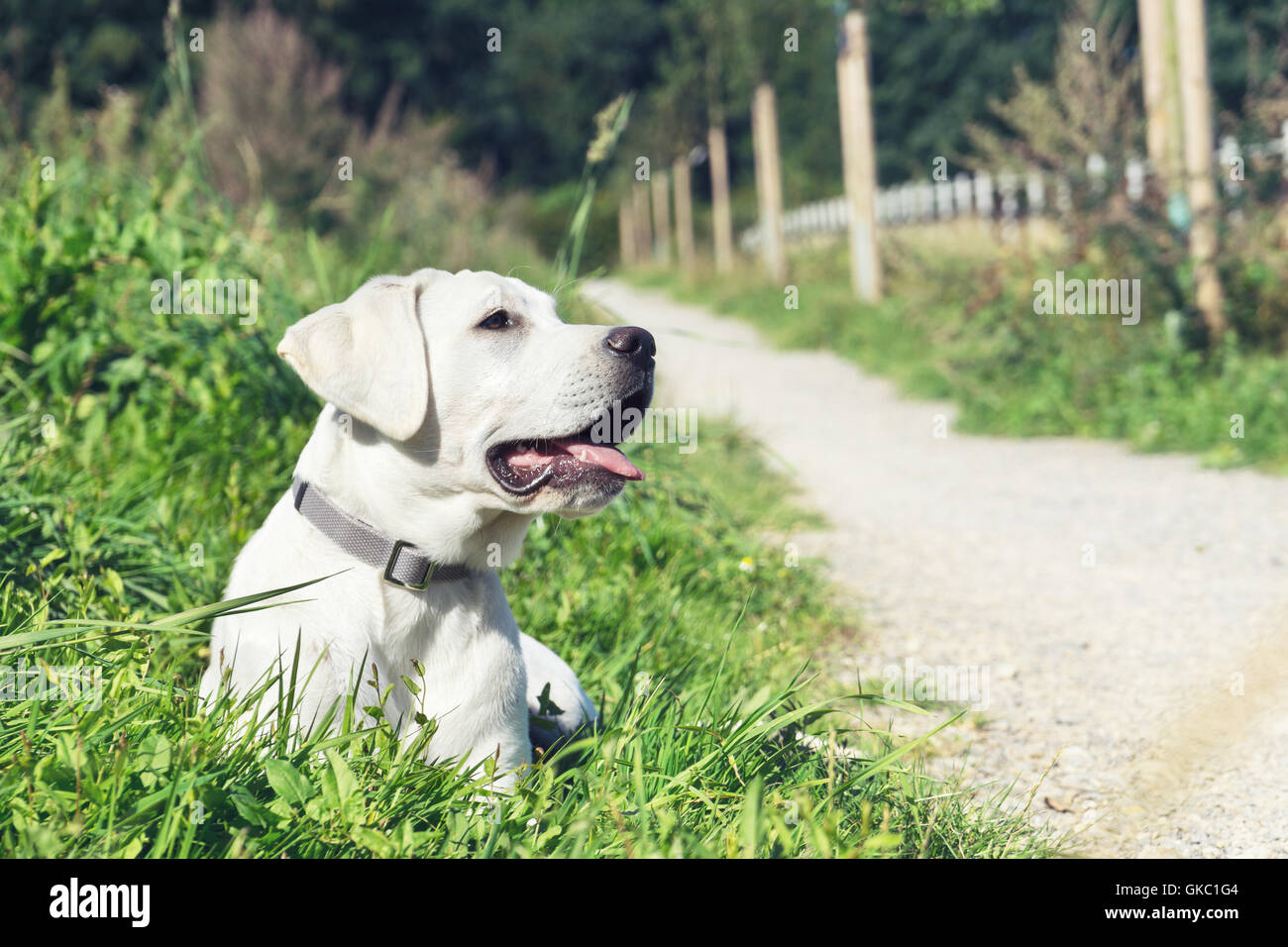 young cute dog puppy on a path Stock Photo