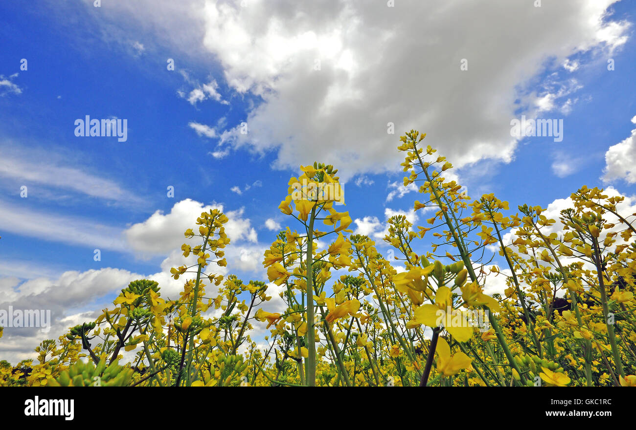 Flowers in the field hi-res stock photography and images - Alamy