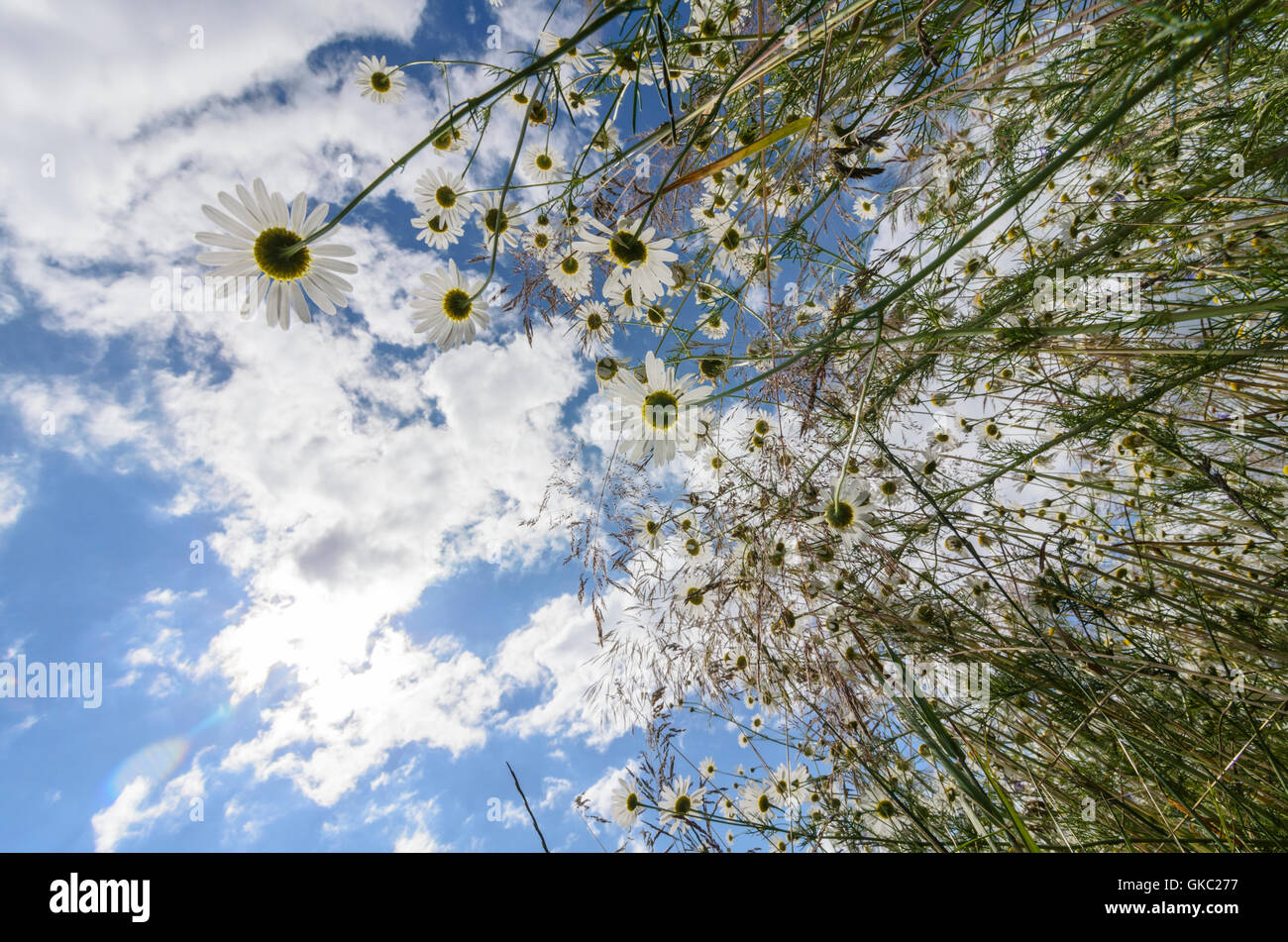 Lockenhaus: Thin meadows-Margerite (Leucanthemum vulgare), Austria, Burgenland, Stock Photo