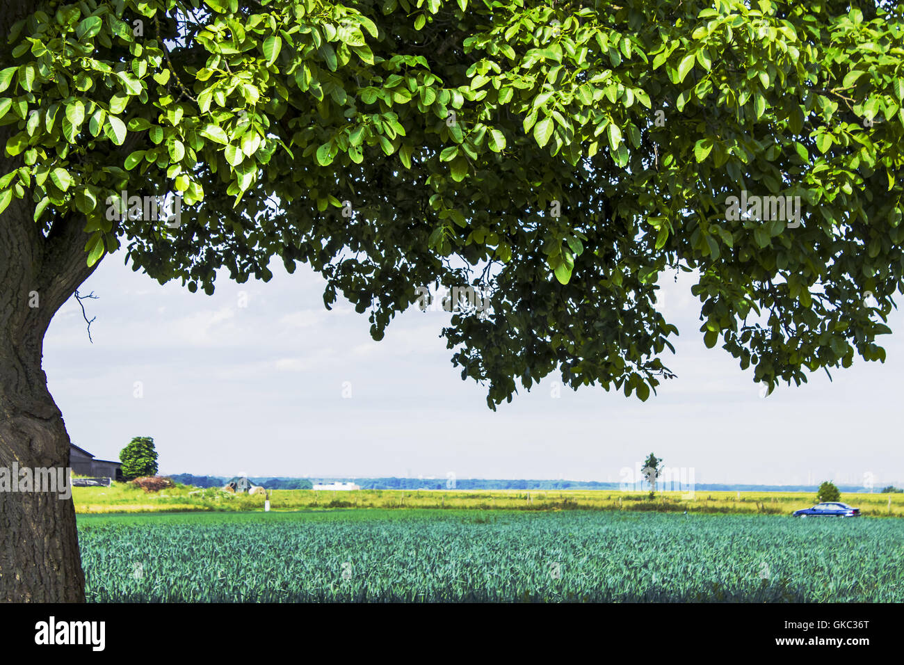 tree green leaves Stock Photo